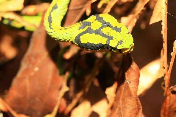 Green pit viper (Trimeresurus albolabris) in Sri Lanka — Stock Photo, Image