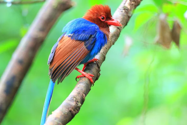 Sri Lanka ou Ceylon Blue Magpie (Urocissa ornata) em Sri Lanka — Fotografia de Stock