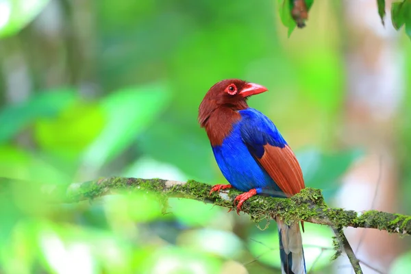 Sri lanka lub ceylon niebieski Sroka (urocissa ornata) w sri lanka — Zdjęcie stockowe