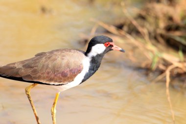 Kırmızı wattled kız kuşu (vanellus indicus) sri Lanka