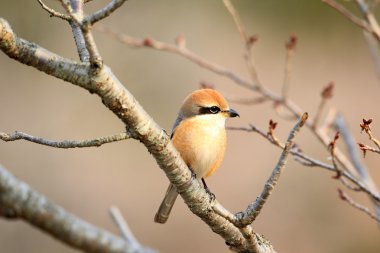 Boğa başlı örümcek kuşu (lanius bucephalus) erkek, Japonya