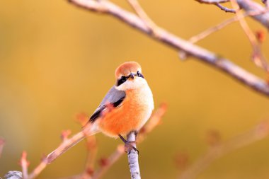 Bull-headed shrike (Lanius bucephalus) male in Japan clipart