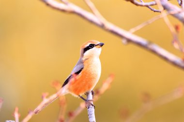 Boğa başlı örümcek kuşu (lanius bucephalus) erkek, Japonya