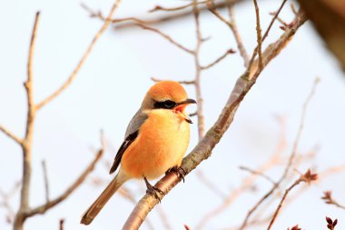 Boğa başlı örümcek kuşu (lanius bucephalus) erkek, Japonya