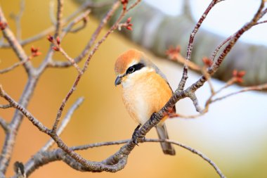 Bull-headed shrike (Lanius bucephalus) male in Japan clipart