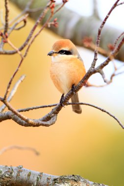 Boğa başlı örümcek kuşu (lanius bucephalus) erkek, Japonya