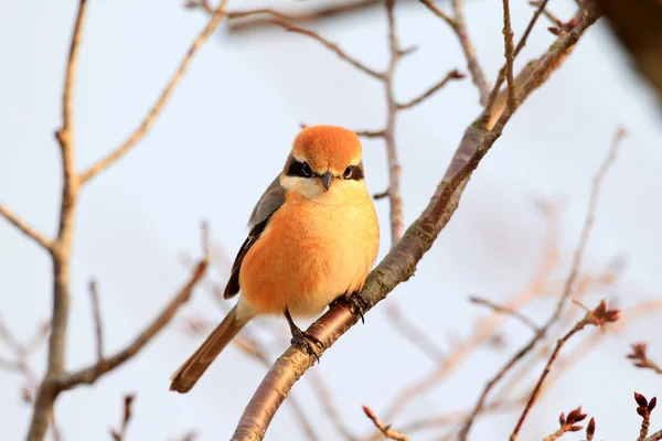 Pie-grièche à tête plate (Lanius bucephalus) mâle au Japon — Photo