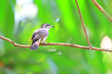 sri Lanka şeritli bay guguk (Chrysococcyx sonneratii)