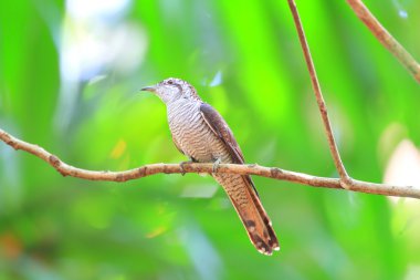 sri Lanka şeritli bay guguk (Chrysococcyx sonneratii)