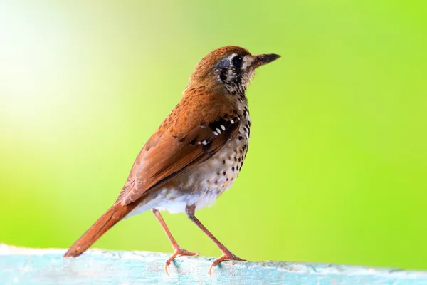 スポット翼ツグミやスリランカでスポット翼地面ツグミ (geokichla spiloptera) — ストック写真