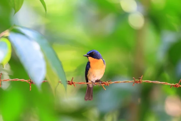 Biglietto Blue Flycatcher (Cyornis tickelliae) maschio in Sri Lanka — Foto Stock