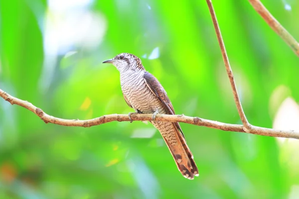 Banded Bay Cuckoo (Cacomantis sonneratii) в Шри-Ланке — стоковое фото