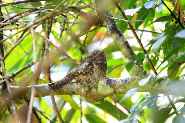 Sri Lanka Frogmouth (Batrachostomus moniliger) anidando en Sri Lanka — Foto de Stock