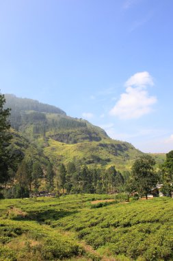 sri Lanka Seylan Çay plantasyon