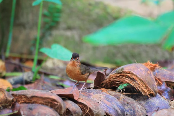 Babbler de capa marrón (Pellorneum fuscocapillus) en Sri Lanka — Foto de Stock