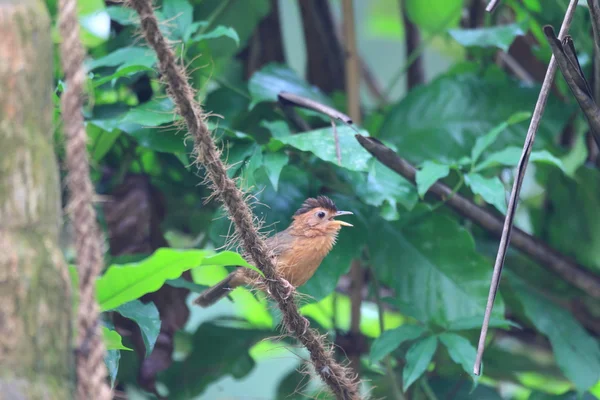 在斯里兰卡的布朗封顶胡言乱语 (pellorneum fuscocapillus) — 图库照片