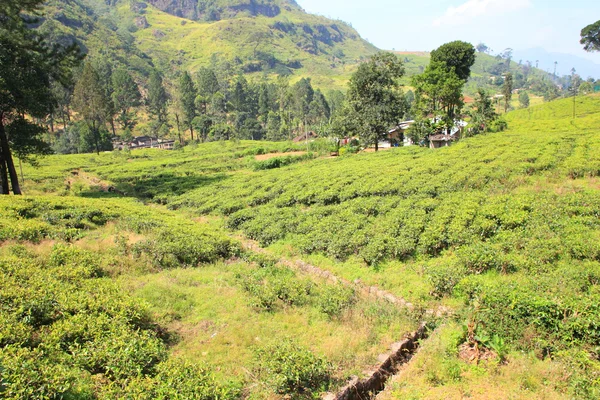 Plantación de té de Ceilán en Sri Lanka — Foto de Stock