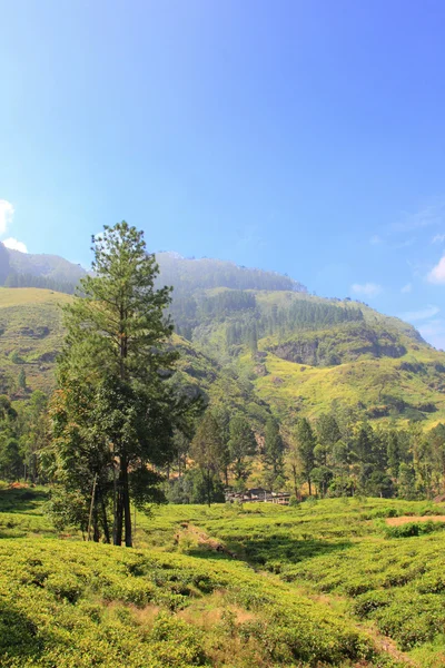 Cejlońska herbata plantation w sri lanka — Zdjęcie stockowe