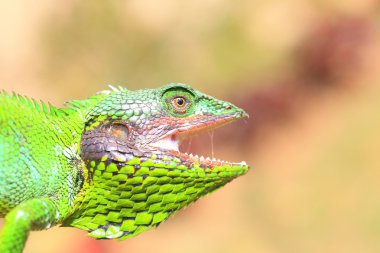 Siyah (calotes nigrilabris) sri Lanka kertenkele dudaklı