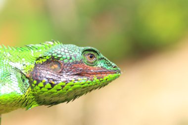 Siyah (calotes nigrilabris) sri Lanka kertenkele dudaklı