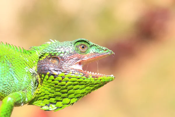 Black lipped Lizard (Calotes nigrilabris) in Sri Lanka — Stock Photo, Image