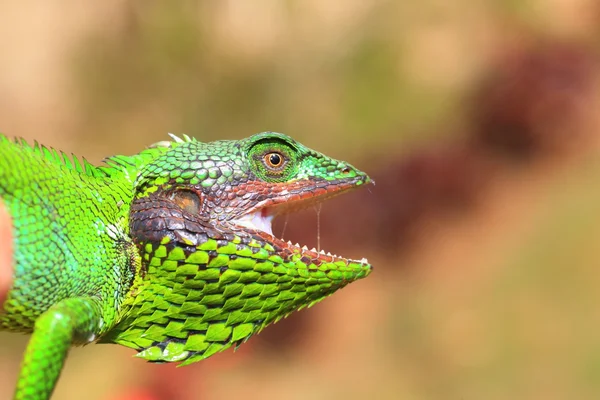 Zwarte lipped hagedis (calotes nigrilabris) in sri lanka — Stockfoto