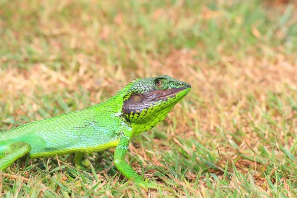 Black lipped Lizard (Calotes nigrilabris) in Sri Lanka — Stock Photo, Image