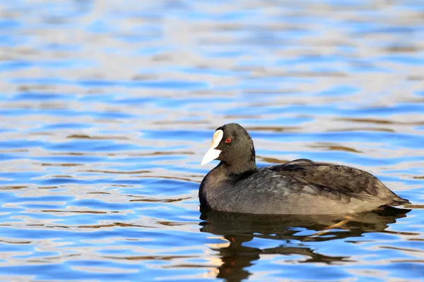 Coot euroasiático ou comum (Fulica atra) no Japão — Fotografia de Stock