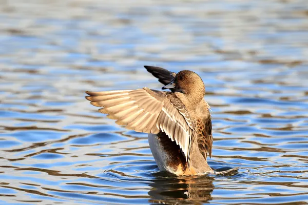 Eurasian Wigeon (Anas penelope) femenino en Japón —  Fotos de Stock