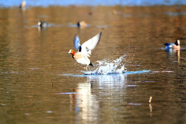 유라시아 wigeon (아나 페넬로페) 일본에 있는 연못에서 비행 하는 남성 — 스톡 사진
