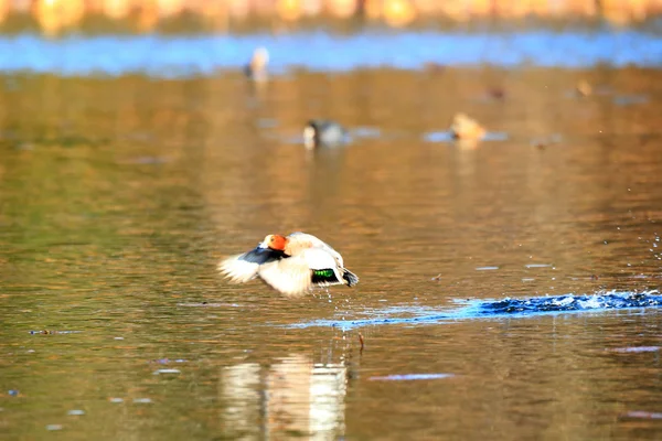 Wigeon eurasiático (Anas penelope) macho volando desde el estanque en Japón —  Fotos de Stock