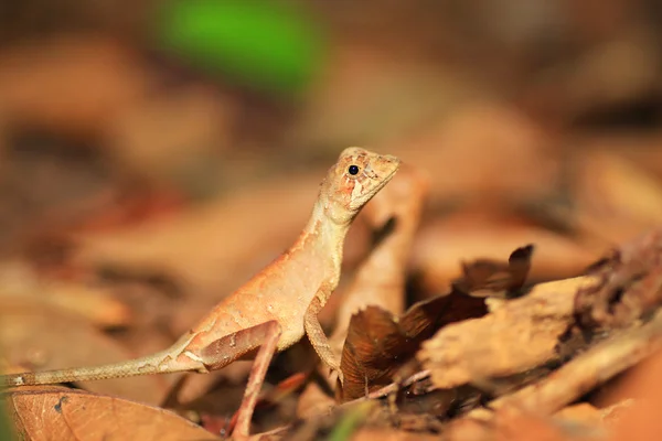 Sri Lankan Kangaroo Lizard (Otocryptis wiegmanni) in Sri Lanka — Stock Photo, Image