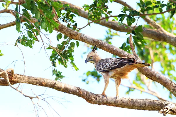 Schopffalkenadler (nisaetus cirrhatus) in sri lanka — Stockfoto