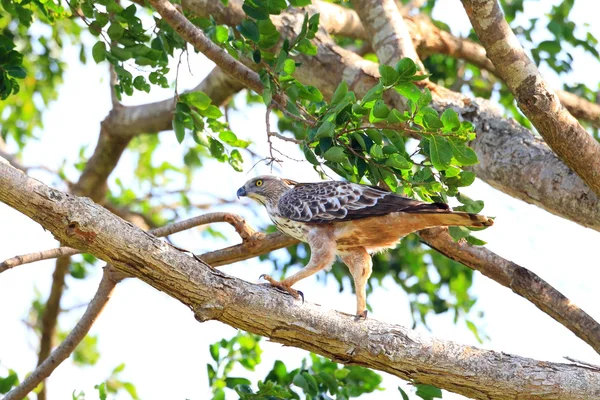 凤头的鹰鹰 (nisaetus cirrhatus) 在斯里兰卡 — 图库照片