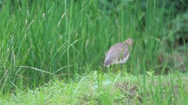 Indian pond heron veya paddybird (ardeola grayii) sri Lanka