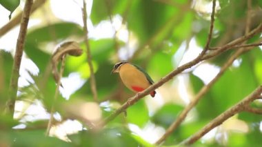 Hint pide (pide brachyura) sri Lanka