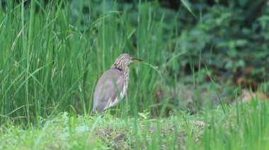 Indian pond heron veya paddybird (ardeola grayii) sri Lanka