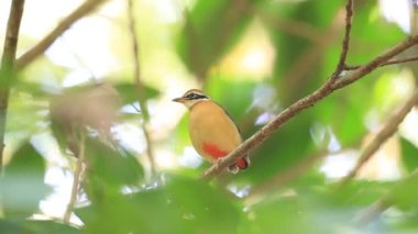 Hint pide (pide brachyura) sri Lanka