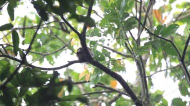 sri Lanka kestane sırtlı owlet (glaucidium castanotum)