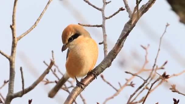 Shrike cabeza de buey (Lanius bucephalus) macho en Japón — Vídeo de stock