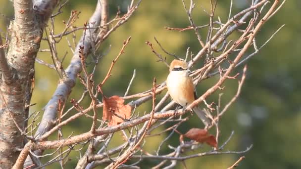 Με κεφάλι ταύρου shrike (lanius τον Βουκεφάλα) αρσενικό στην Ιαπωνία — Αρχείο Βίντεο