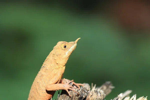 Rhino-gehoornde hagedis ceratophora stoddartii in sri lanka — Stockfoto