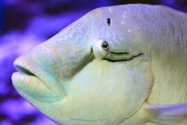 humphead wrasse (cheilinus undulatus) yakından