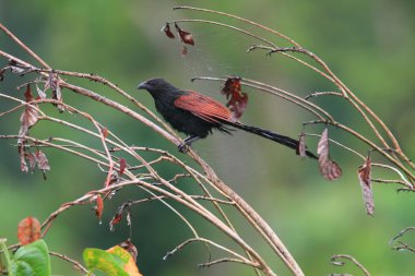 Filipin coucal (centropus viridis) mindanao Adası, Filipinler