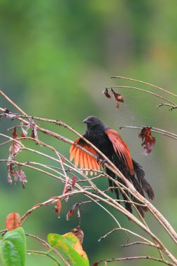 Filipin coucal (centropus viridis) mindanao Adası, Filipinler