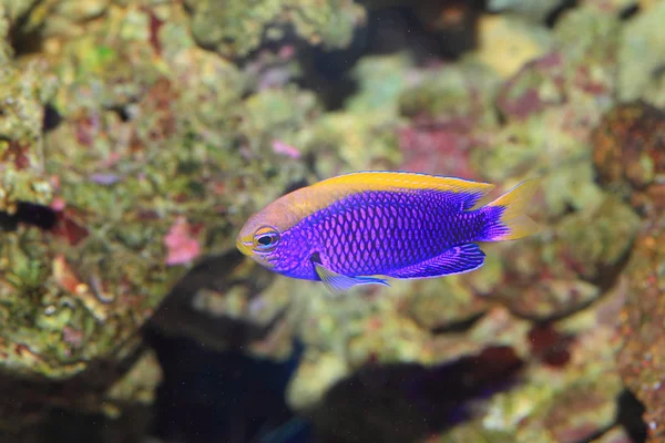 Starcki Damsel (Chrysiptera starcki) in Japan — Stock Photo, Image