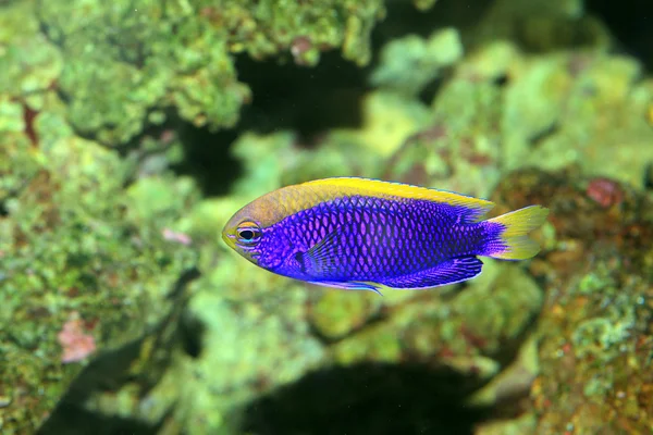 Starcki Damsel (Chrysiptera starcki) in Japan — Stock Photo, Image