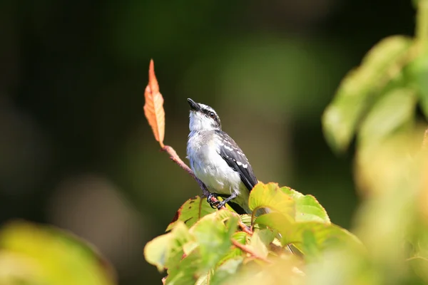 Ryukyu Minivet (Pericrocotus divaricatus tegimae) à Okinawa, Japon — Photo