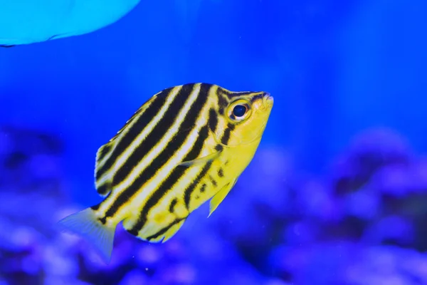 Stripey vis (microcanthus strigatus) in japan — Stockfoto