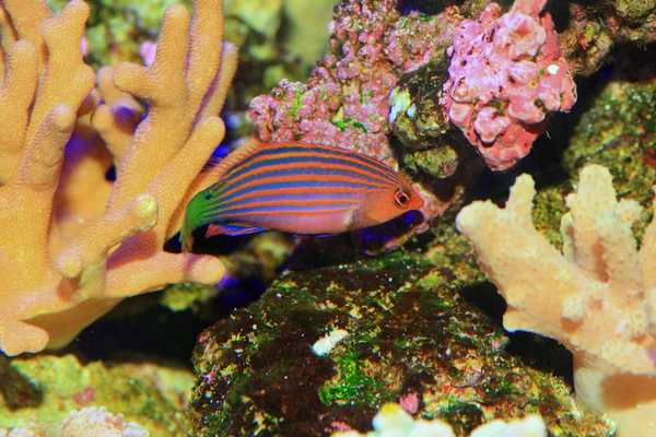 Sixième ligne ou Sixstripe Wrasse (Pseudocheilinus hexataenia) au Japon — Photo